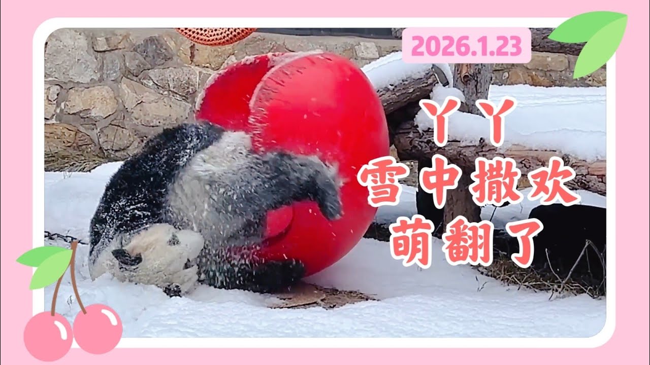 丫丫26年1月23日最新视频 - 2026第一场雪，丫丫雪中撒欢萌翻了 Beijing Zoo official release YaYa video 20260123