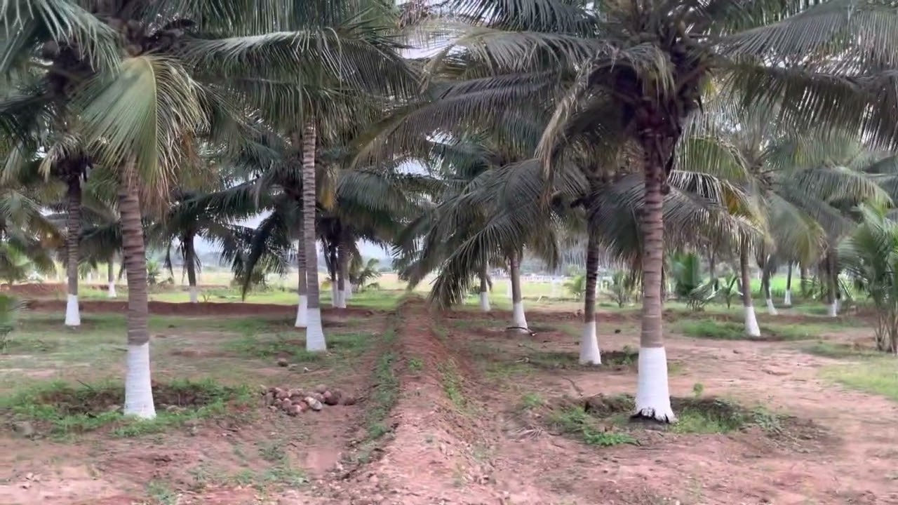 6.50 Acre cheap and best rate coconut farm for sale in POLLACHI  