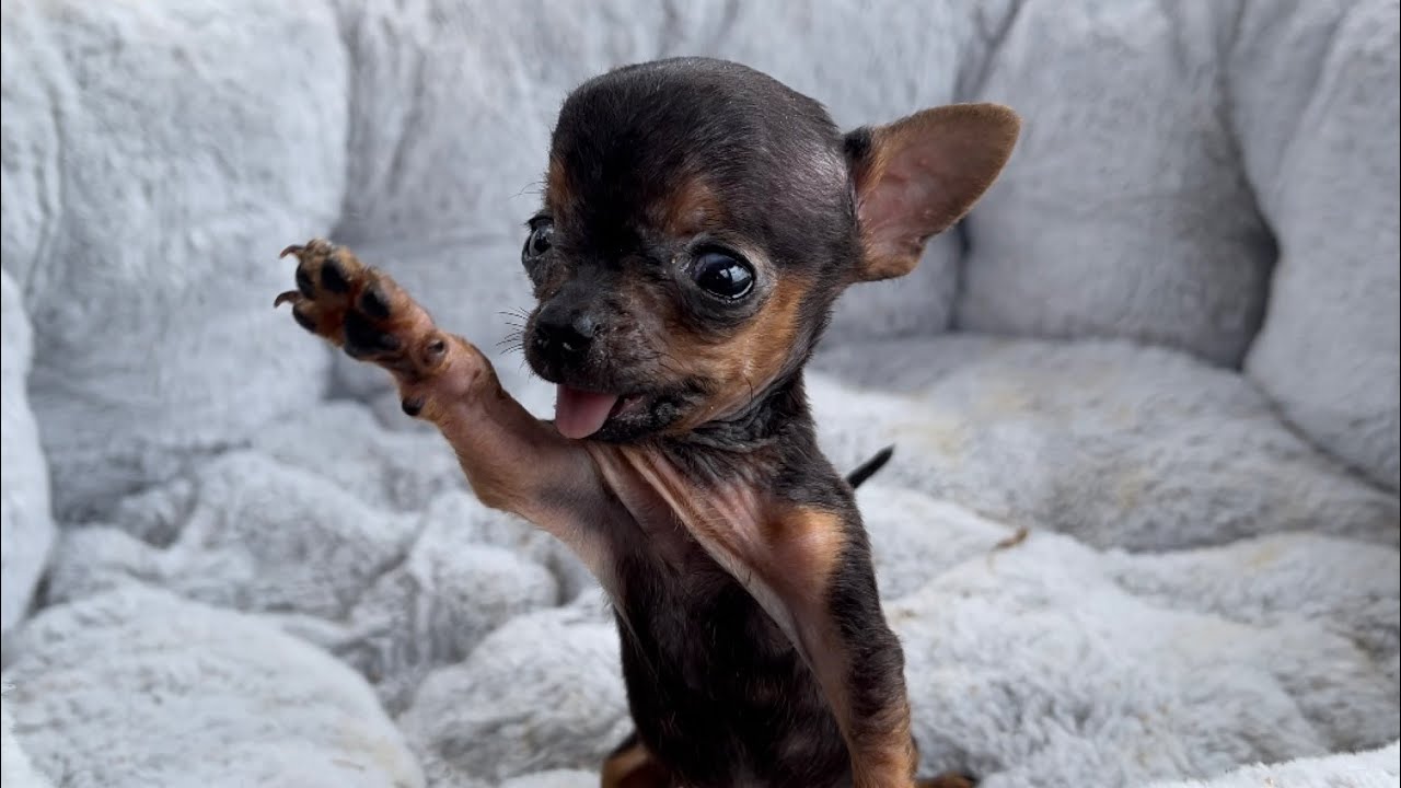 PILILIU TOMA O PRIMEIRO BANHO | PINSCHER FILHOTES