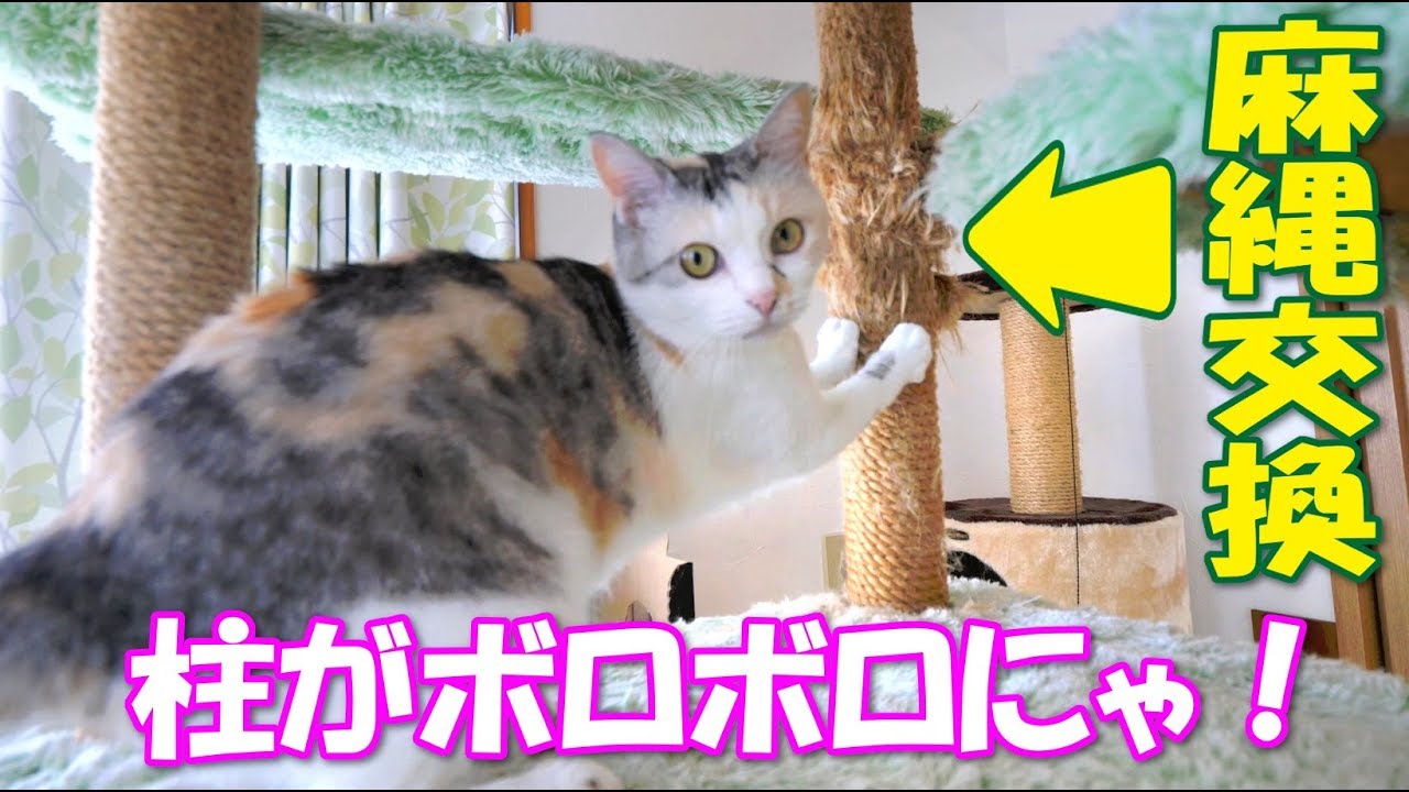 猫部屋キャットタワーのメンテナンス【爪とぎ柱の麻縄交換】