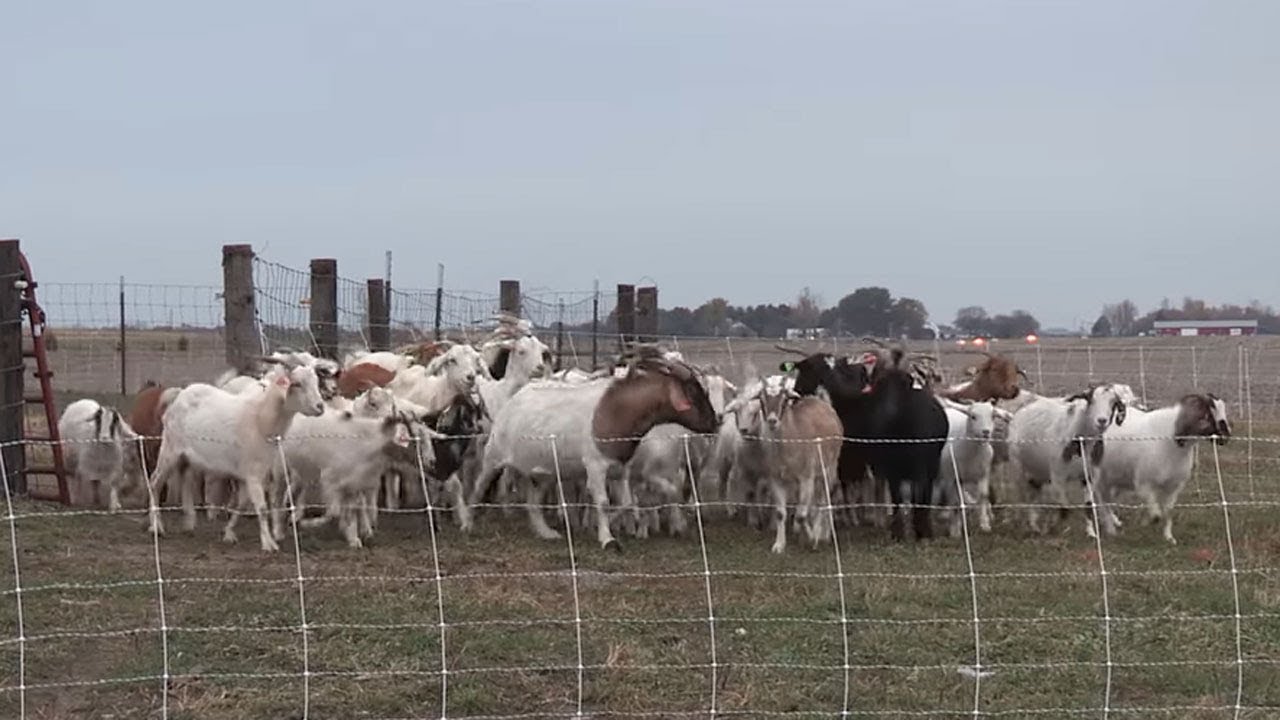 Goats On The Go