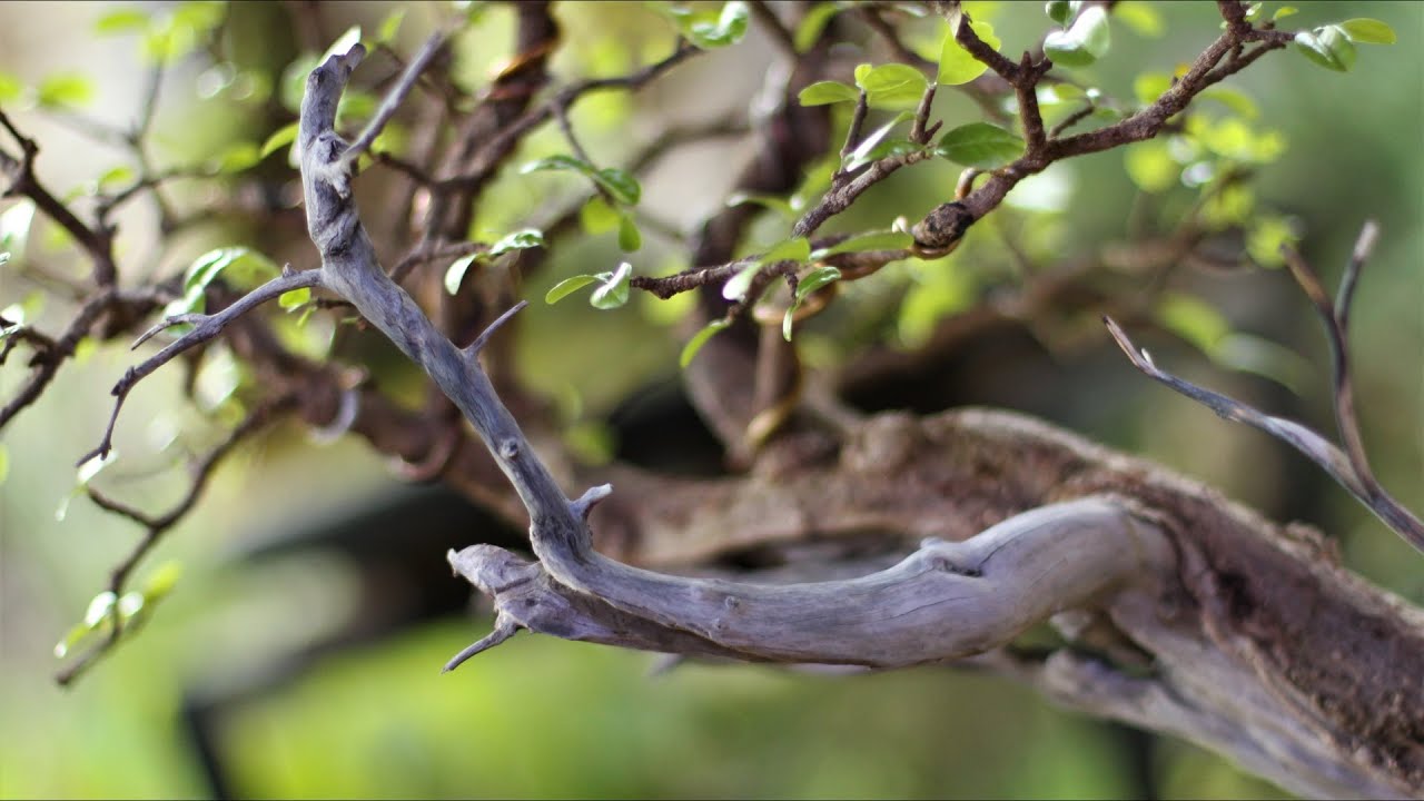 Katy - Penjing - Acerola (Malpighia emarginata) vídeo 6