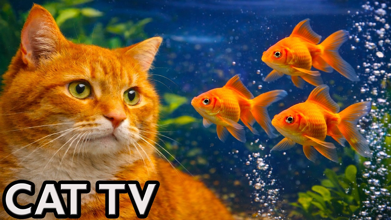 🔴 LIVE Cat TV for Cats to Watch 🐠 Relaxing Fish Aquarium (4K, No Music)