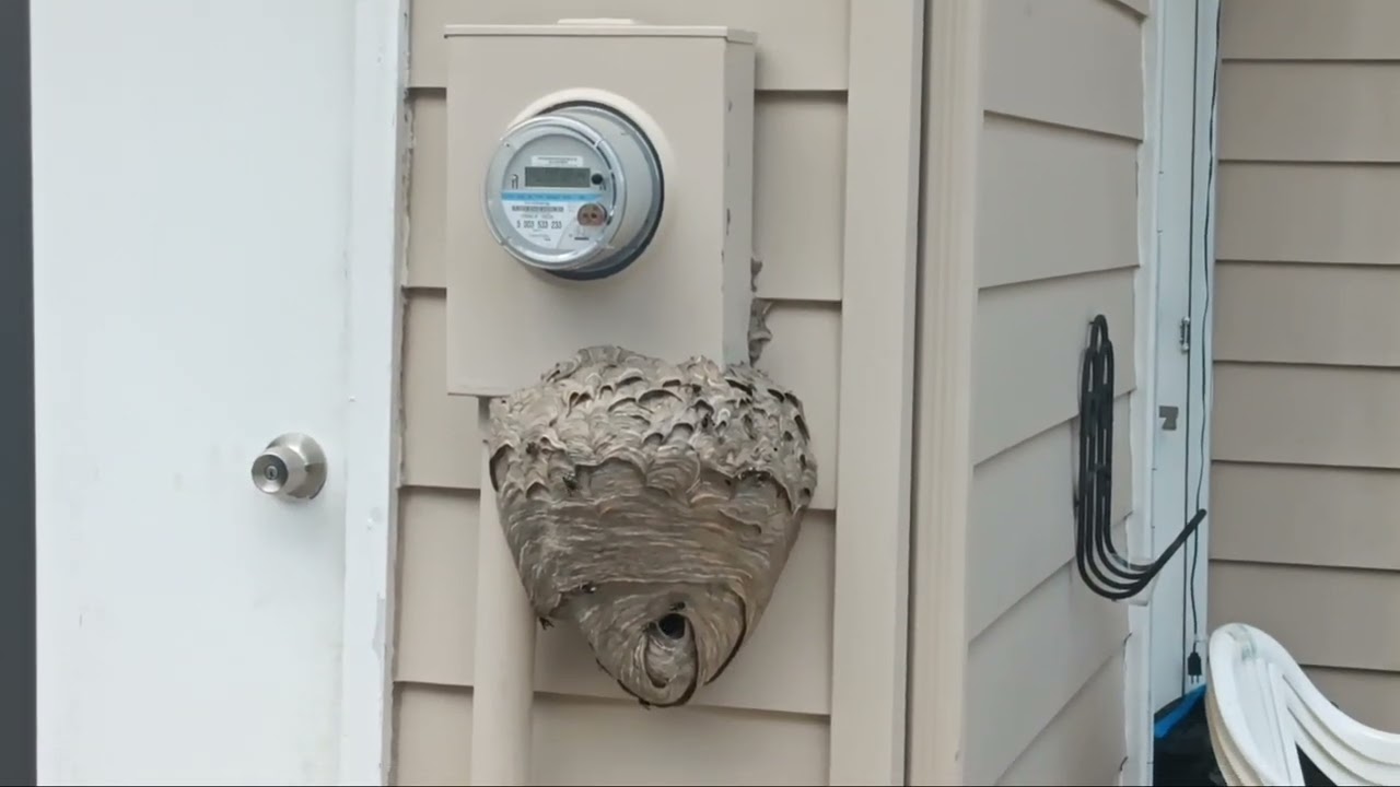 Huge Bald Faced Hornet's Nest Found on the Home