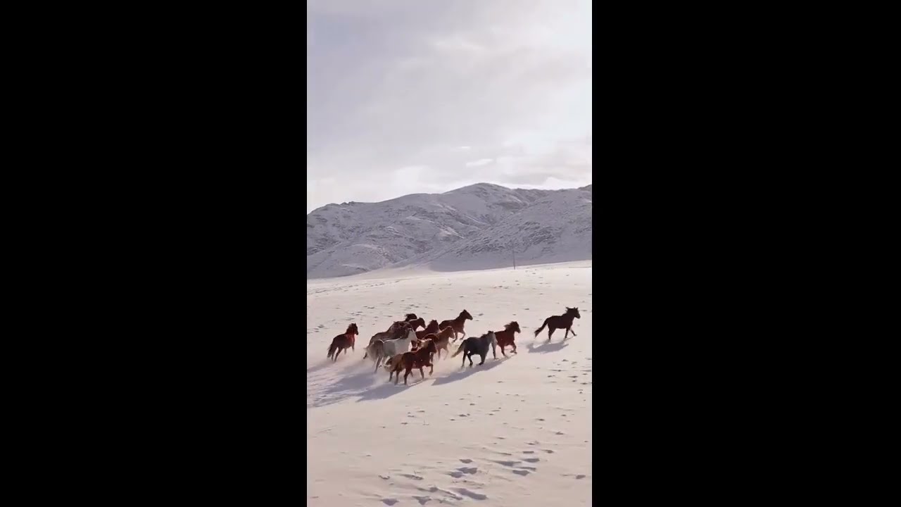 horses running in snow