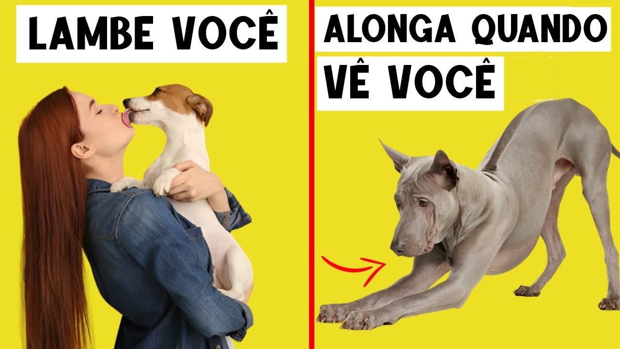 15 Comportamentos de C&atilde;o Explicados &ndash; Por Que Seu Cachorro Faz Isso!