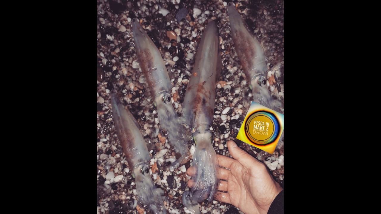 PESCA a Eging da riva ai Calamari 2018