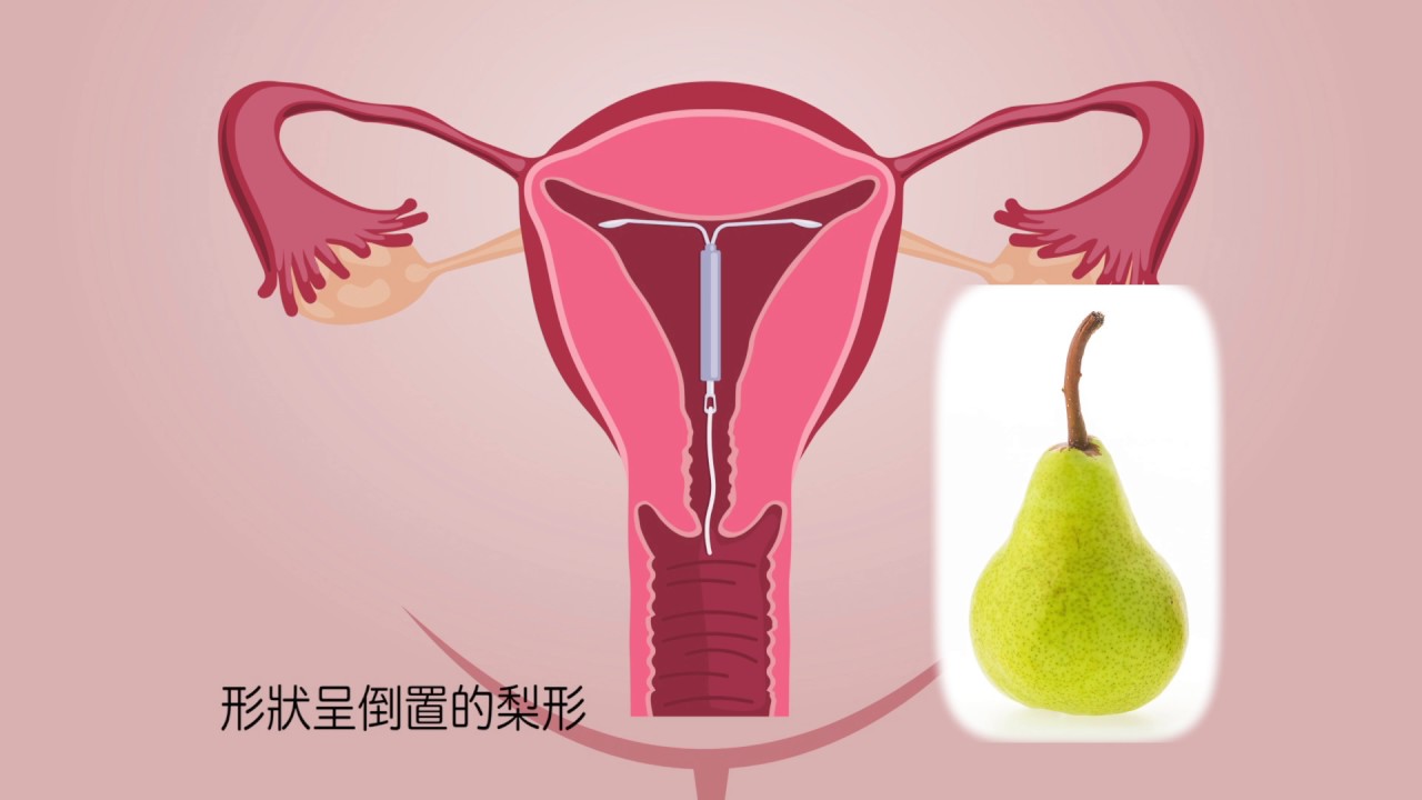 女性生殖器官的位置？認識女性生殖器官
