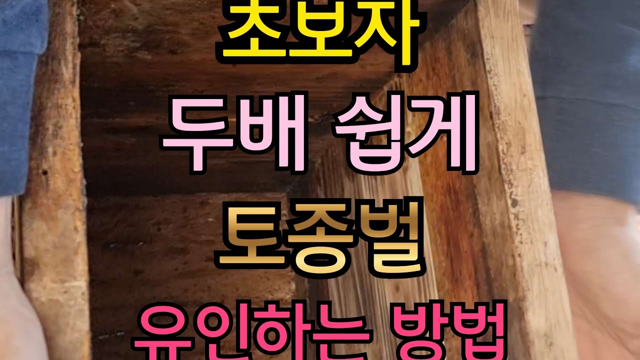 자연산 야생 토종벌 초보자도 두배 쉽게 받는 방법 | 토종벌 유인하는 방법