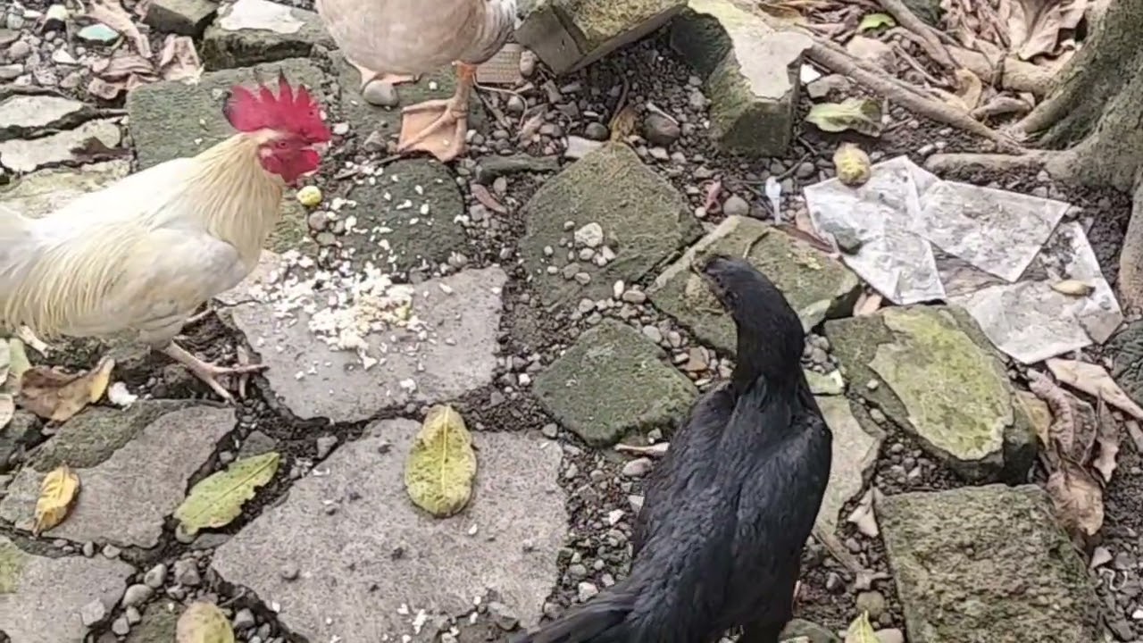 WAW !! NGASI MAKAN TERNAK AYAM DAN ANGSA DENGAN NASI DAN DADAR TELOR