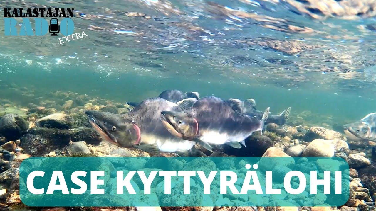 Kyttyrälohi leviää räjähdysmäisesti - kohta Itämerellä?