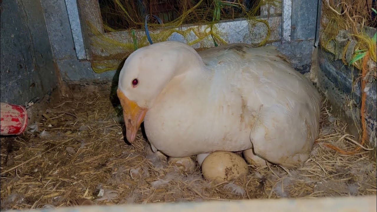 Duckyy Hatching Shii Kar Rhii Hyy 😍 Abb Yeh Maa Banney Wali ha 
