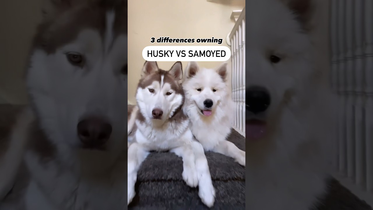 Should you get a HUSKY or a SAMOYED? 🤔🐾
