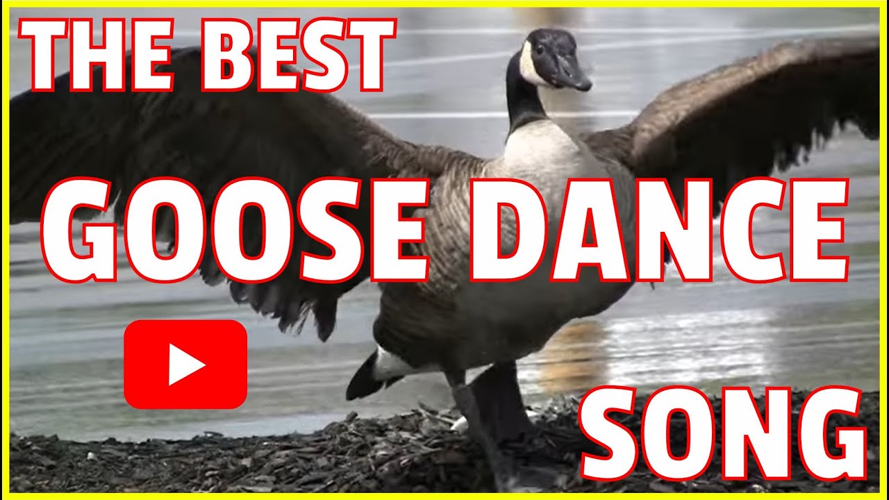 Canada Geese Dance Song - Branta canadensis - Mother Goose