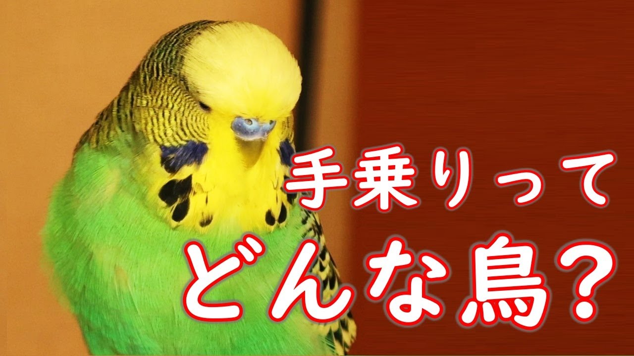 【セキセイインコ】人それぞれだとは思いますが...