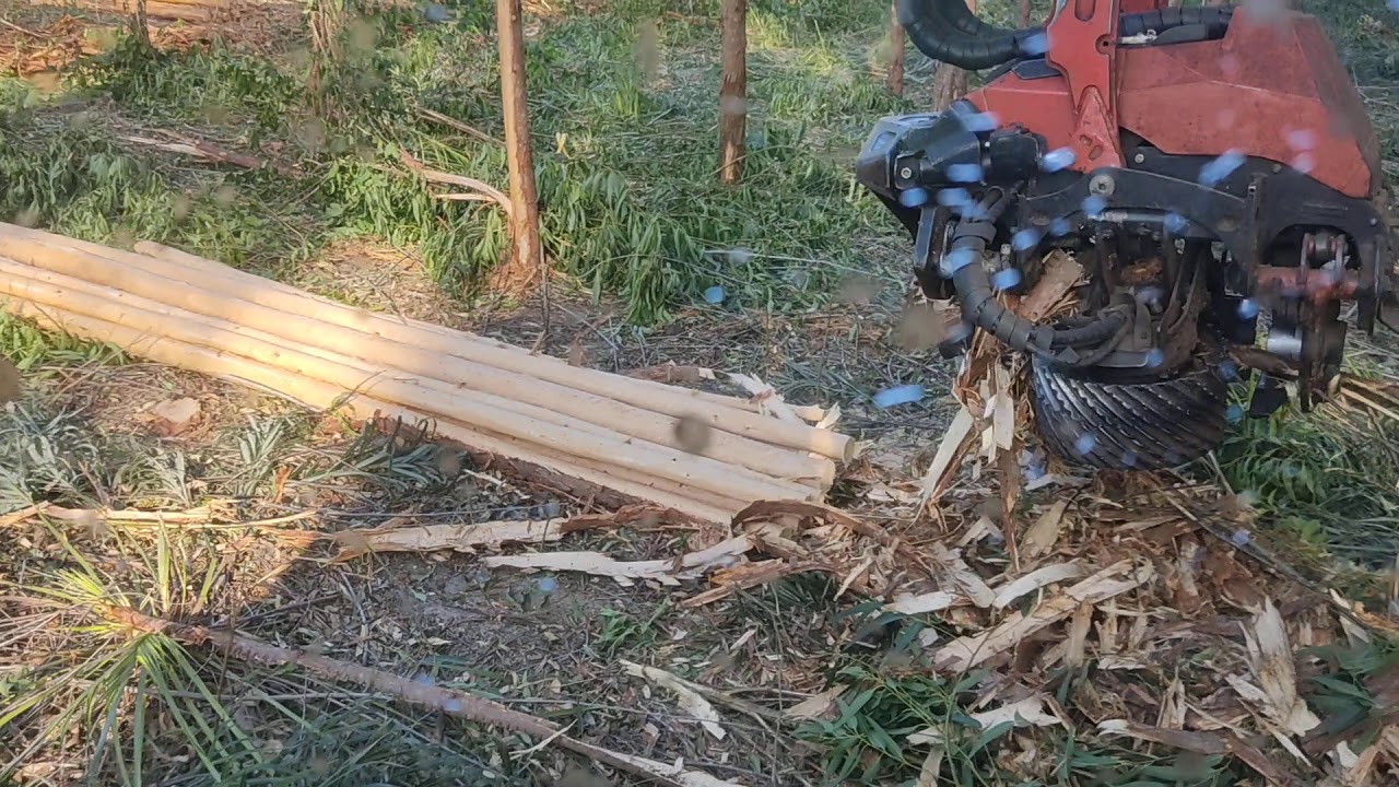 Operação Harvester , colheita florestal , vídeo demonstrativo.
