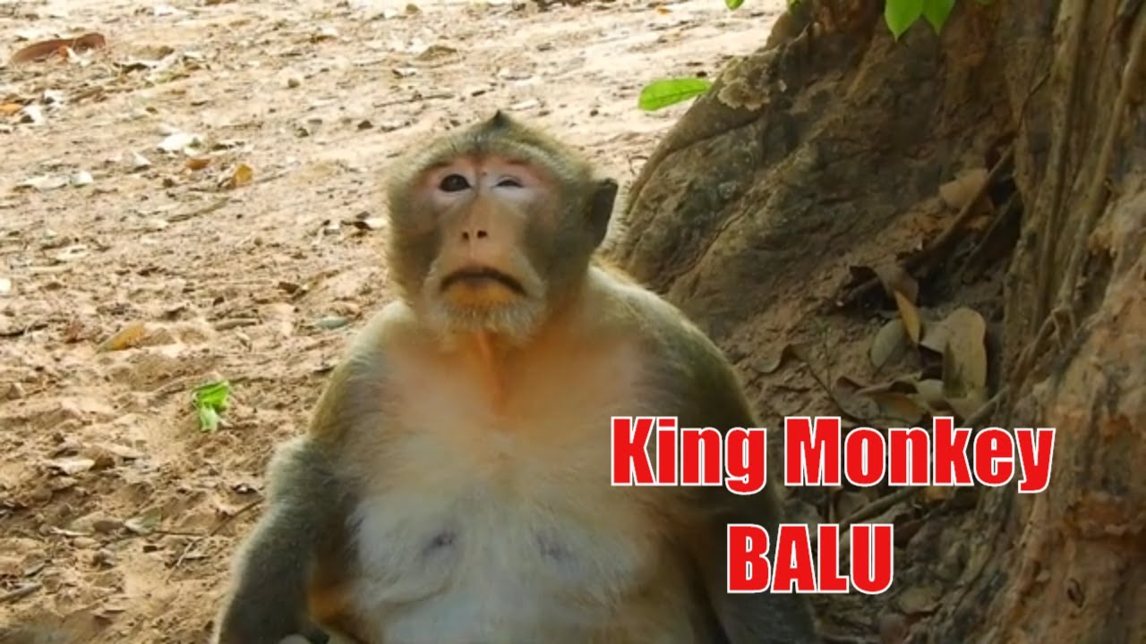 King Monkey Balu Eating Grass Near The Big Pond Before Go To Sleep, King Monkey Balu