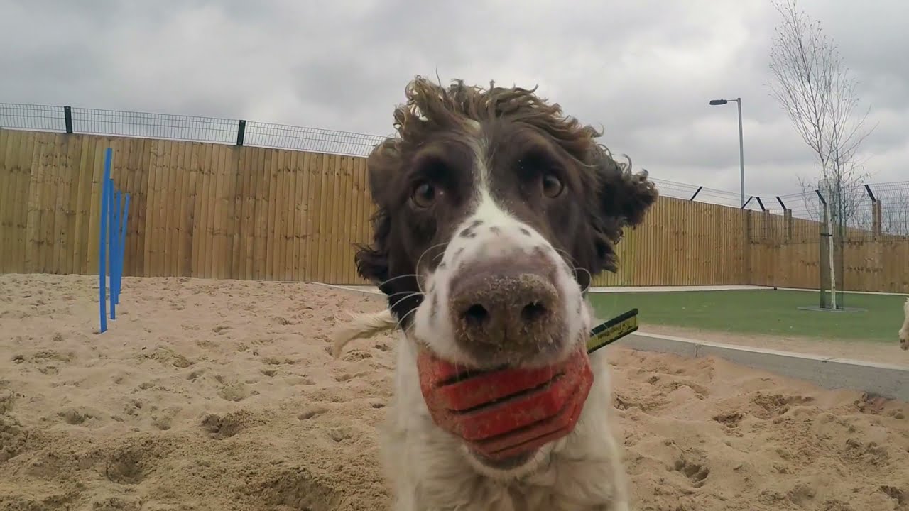Welcome to Dogs Trust Manchester | Dogs Trust Manchester