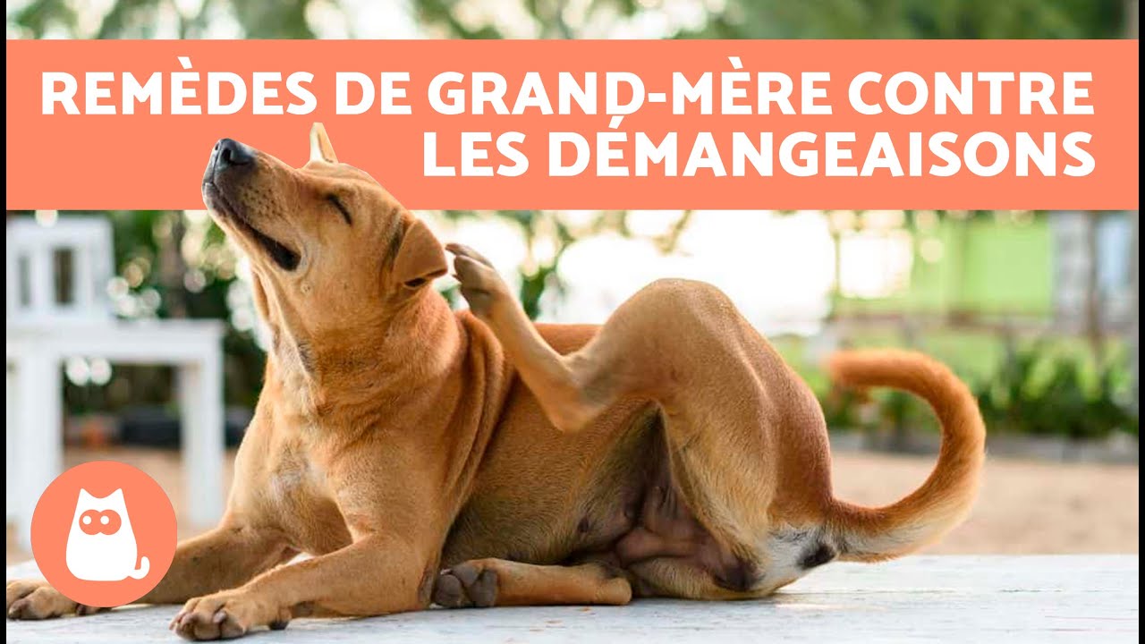 Mon chien se gratte tout le temps? 🐶 7 REMÈDES MAISON contre les DÉMANGEAISONS chez les CHIENS ✅