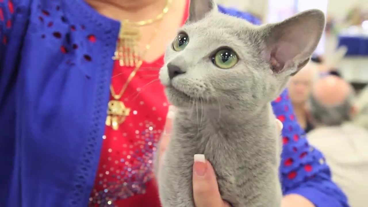 Подходит ли вам русская голубая кошка?