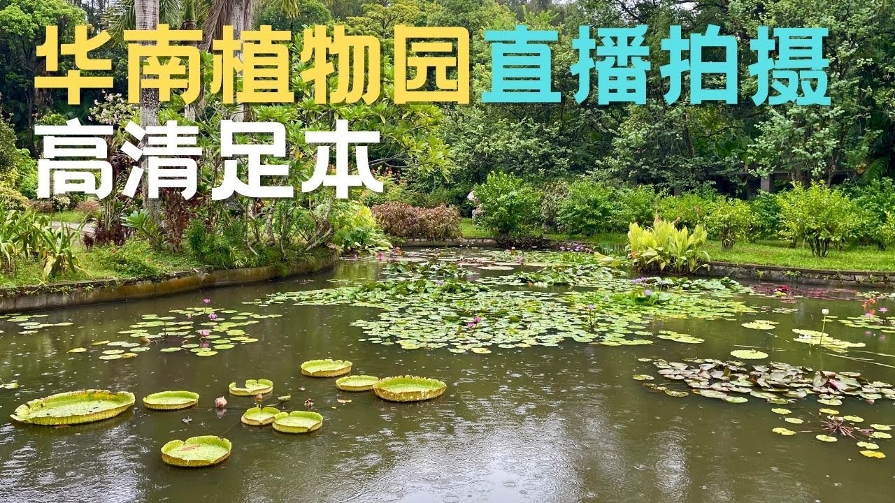 【广州漫步】华南植物园直播拍摄 Walk in GuangZhou（高清足本）