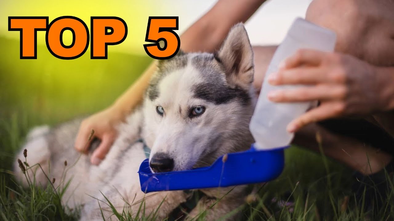 bouteille d'eau pour chien : TOP 5 des meilleures bouteilles d'eau pour chien à acheter en 2023