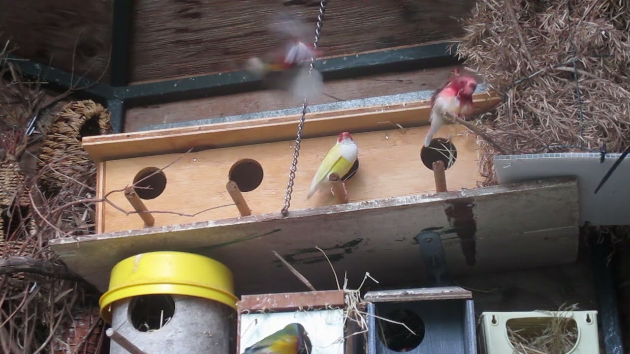 European Yellow (EY) & Single Factor (SFEY) Gouldians seeking out mates and nest.  MONITORING [A4]