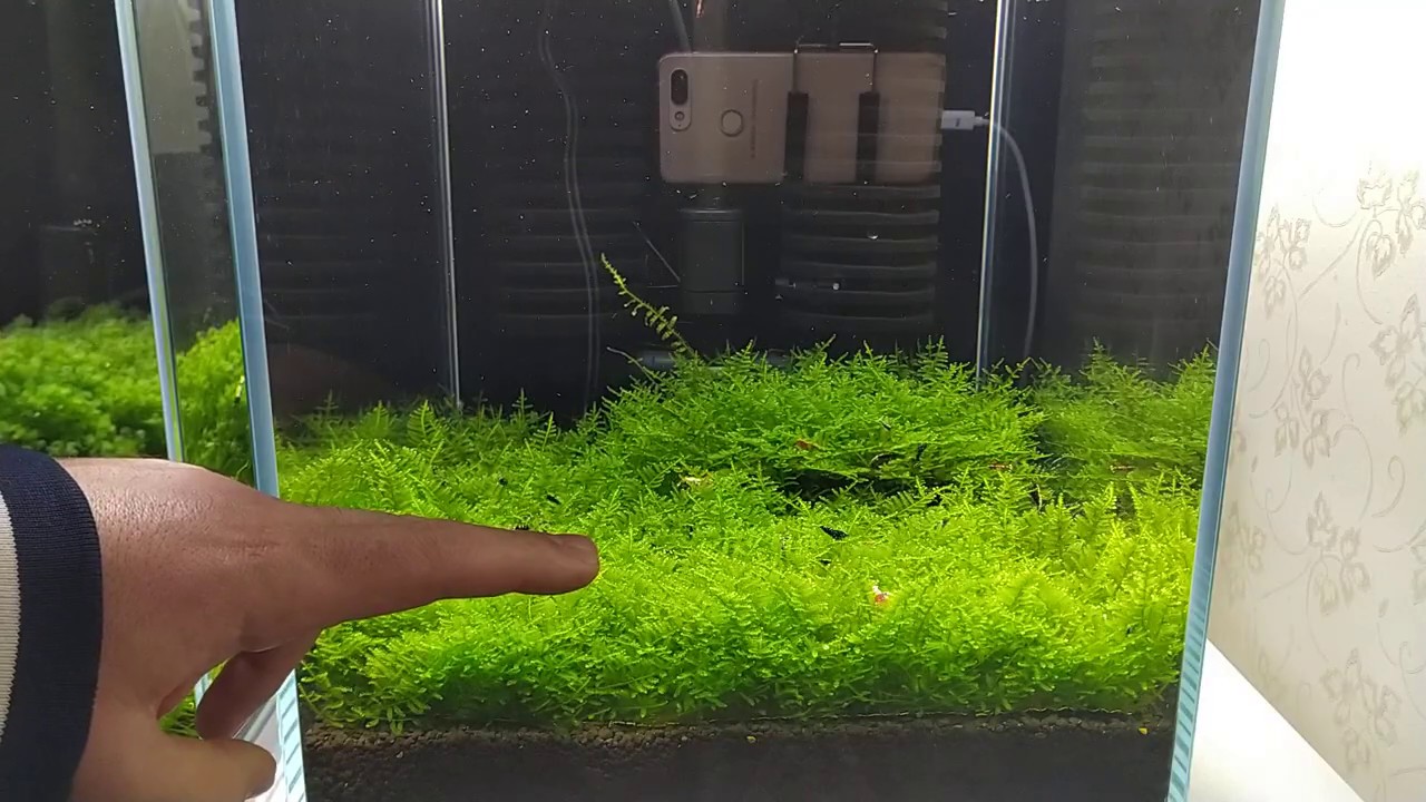 Akvaryum Zeminini Moss İle Kaplamak