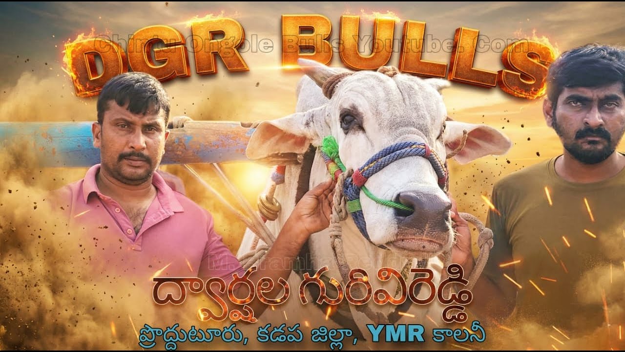 💥🌾వెంకటాపురం సీనియర్ విభాగానికి 6వ జత DGR Bulls ద్వార్షల గురివి రెడ్డి గారు💥18-02-2026💥