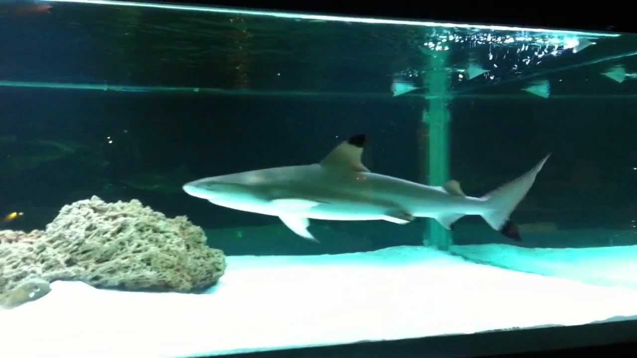 Haie im Aquarium
