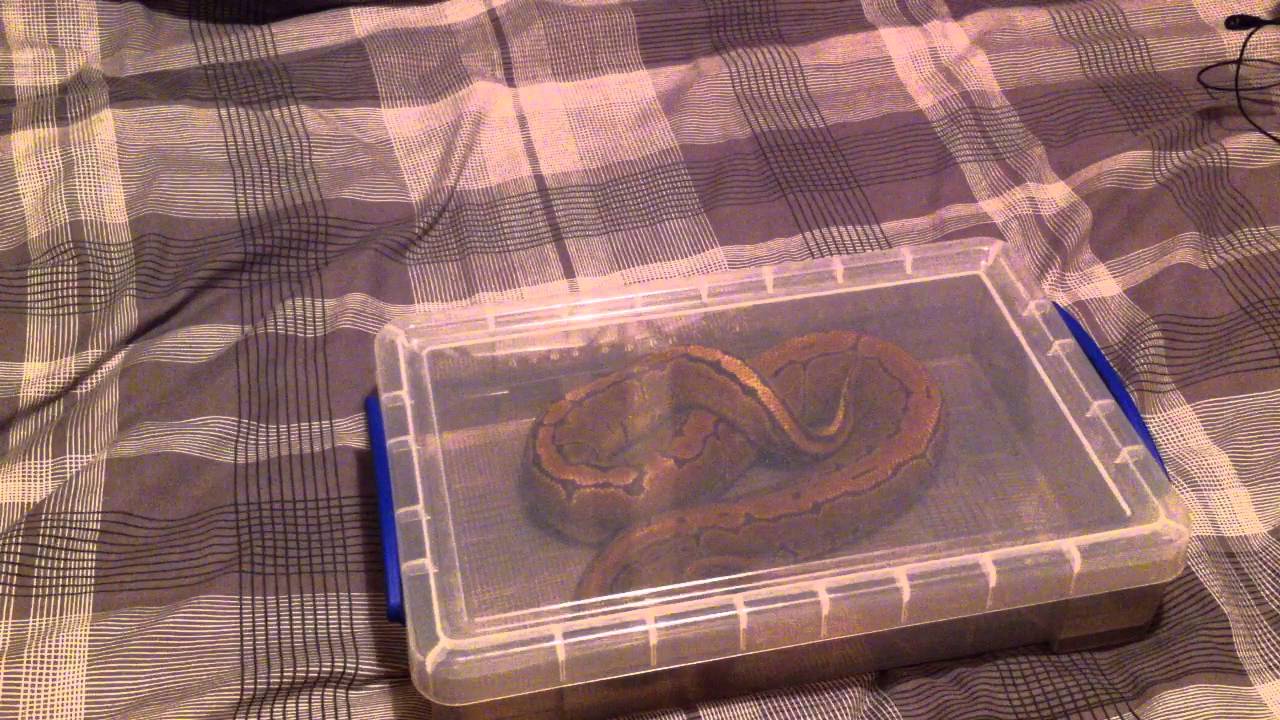 How To Transport Snakes!