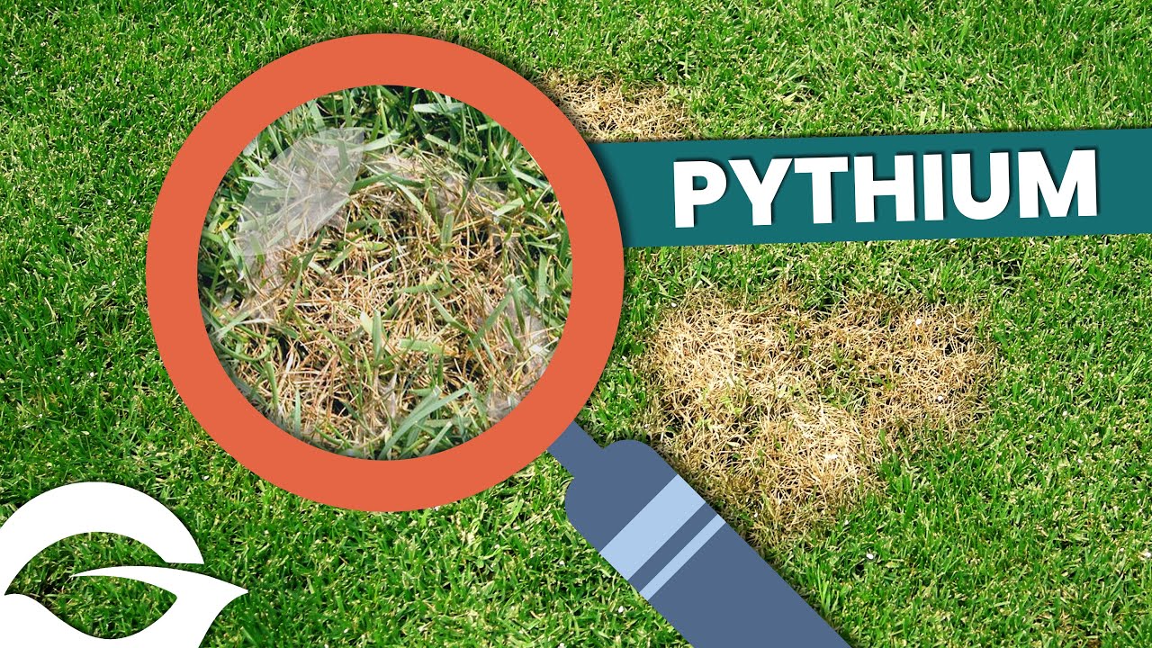 Bolile gazonului | Pythium