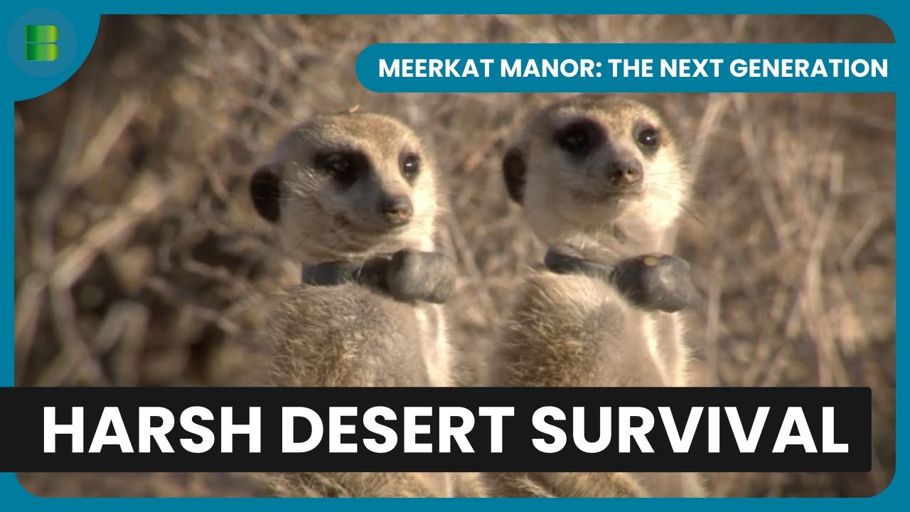 Kalahari Clans Face New Threats | Meerkat Manor: The Next Generation