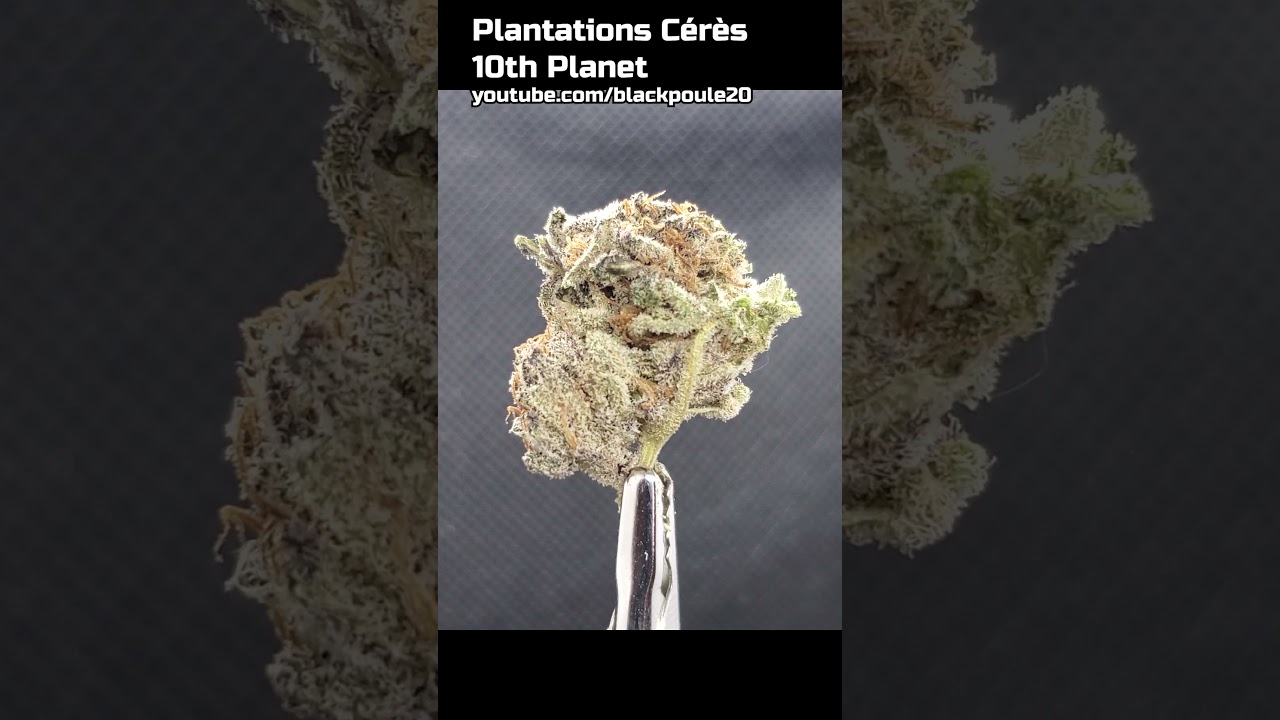 10th PLANET - Plantations C&eacute;r&egrave;s - 14% THC #zoombud #shorts