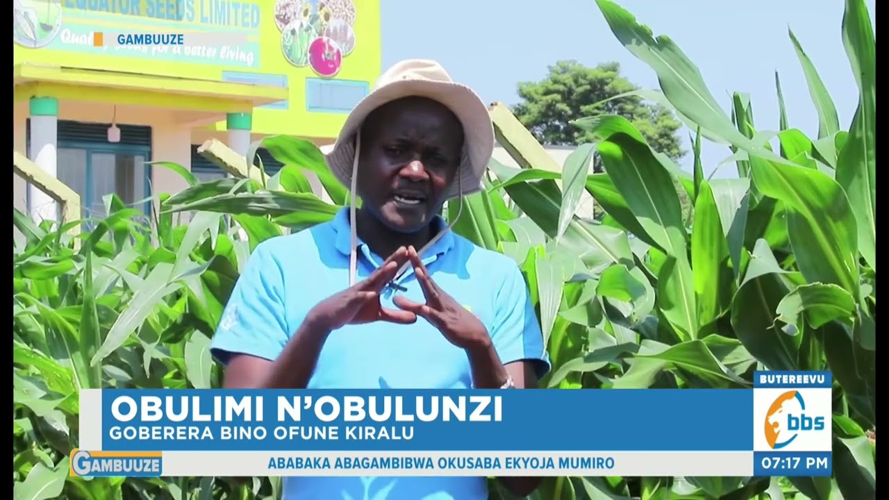 Okulima Kasooli, Goberera Bino Ofune Kiralu #ObulimiNobulunzi