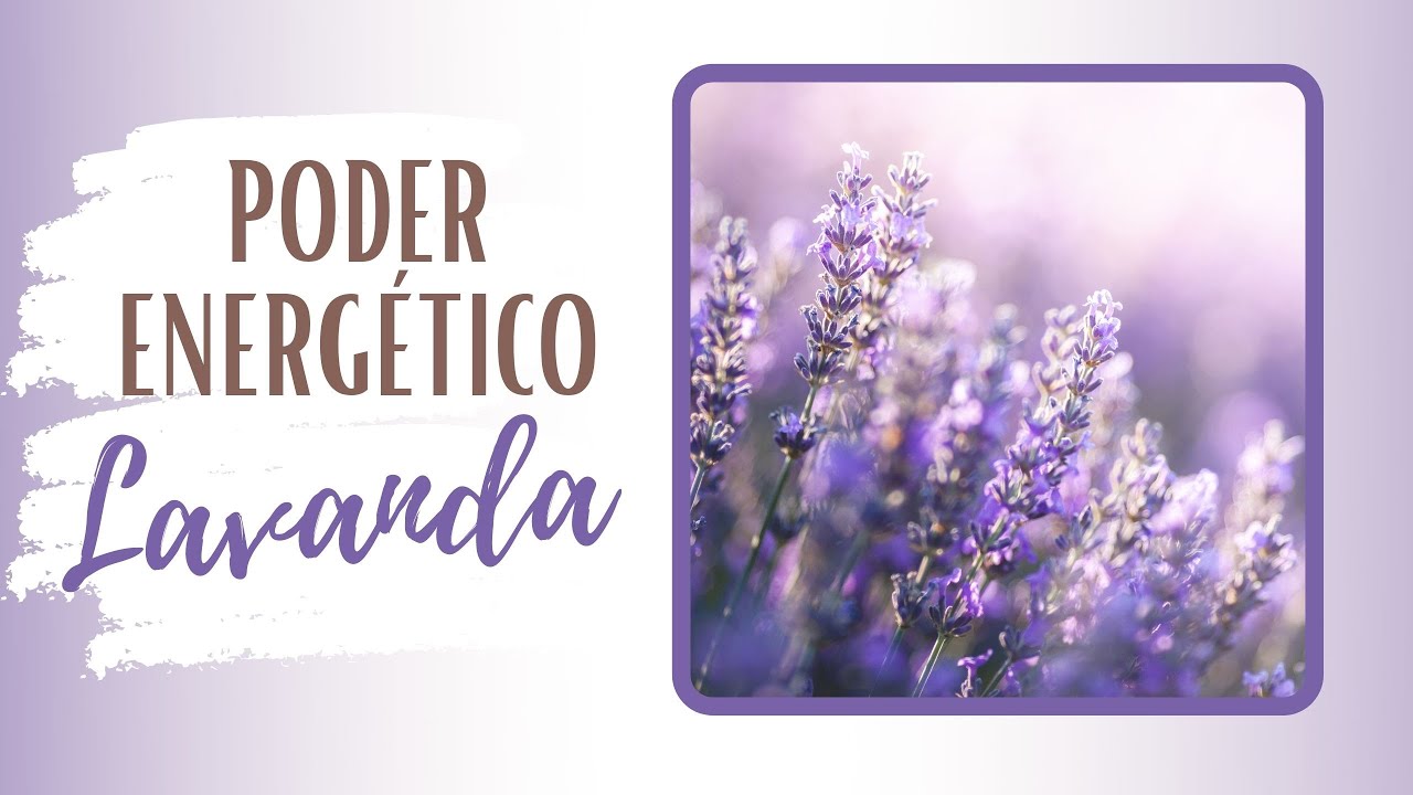 O PODER ENERGÉTICO DA LAVANDA - Energia da Lavanda