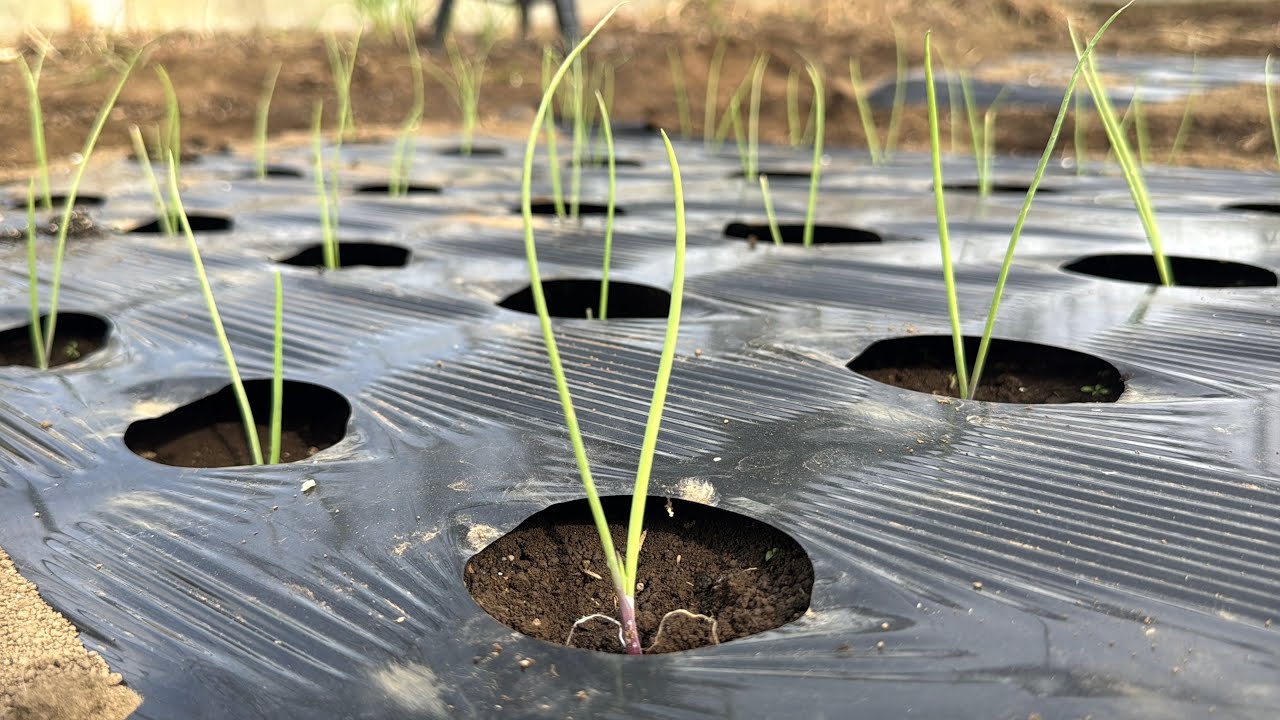 【玉ねぎ栽培】タマネギ苗の植え付けと土作り　25/11/5