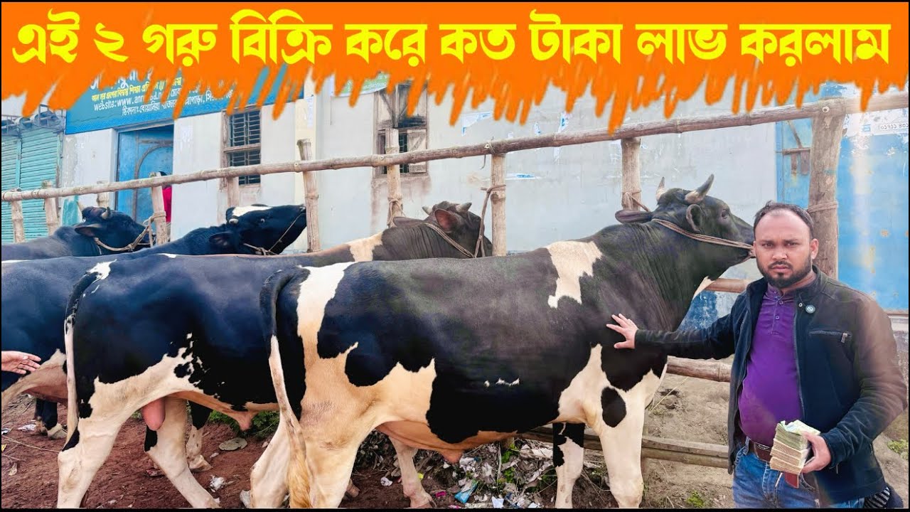 ১৬৪ - এই 2 গরু বিক্রি করে কত টাকা লাভ করলাম