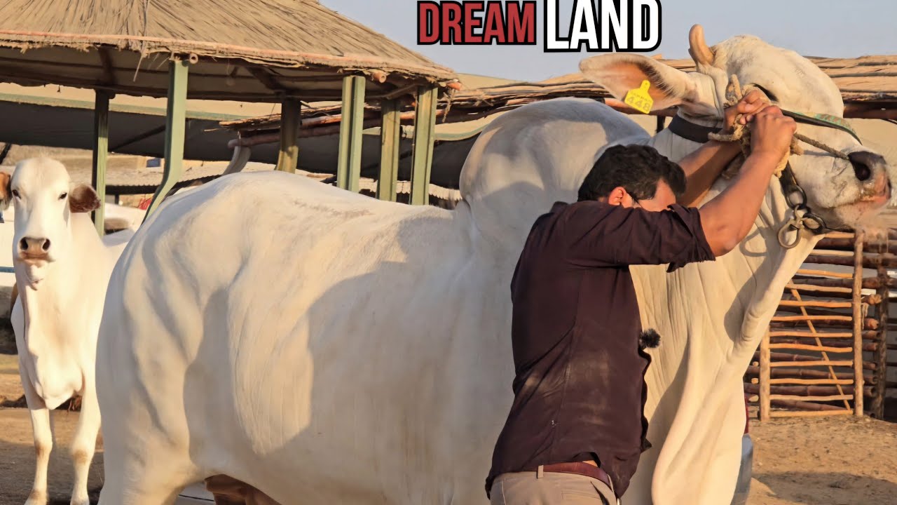 Sakran Cattle Dancing Brahman - Biggest Collection- Dangerous Bulls - Karachi Cattles- Bakraeid 2025