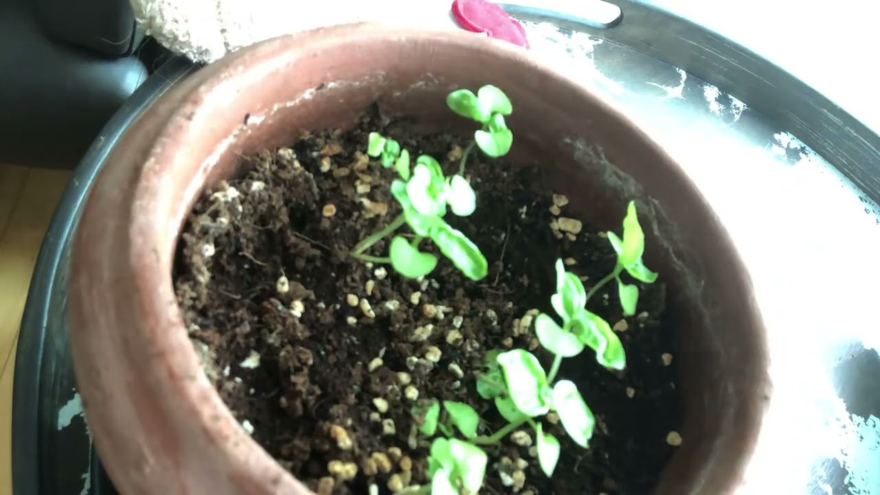 Growing Sunflower