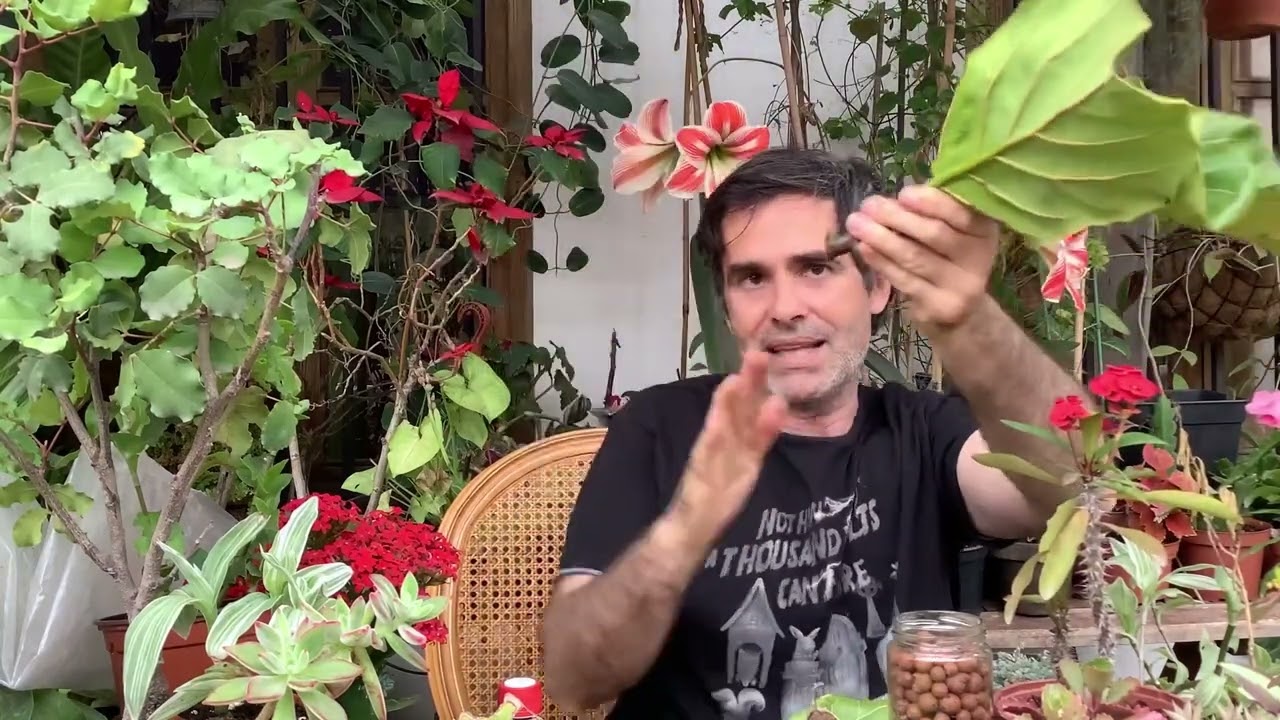 Ficus lyrata cuidados y experiencias de reproducción,un jardín en el ático  CAP 48