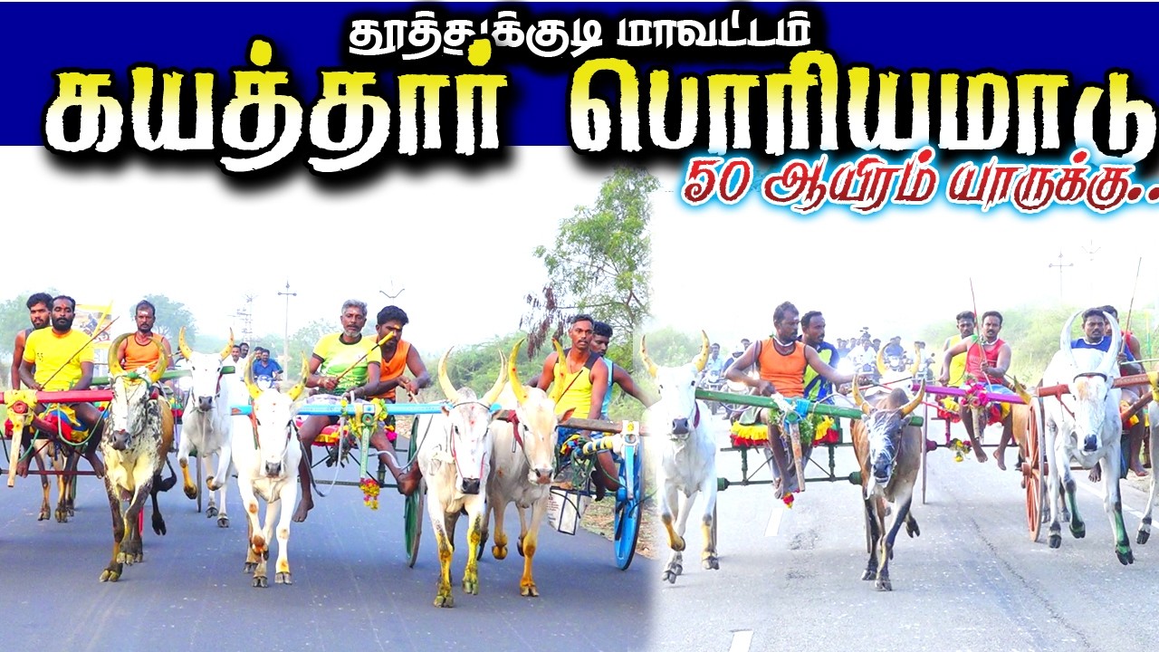 50.000 ஆயிரம் தூத்துக்குடி மாவட்டம் கயத்தார் பெரியமாடு பந்தயம் 27/02/2026 #krish_studio_kattumavadi