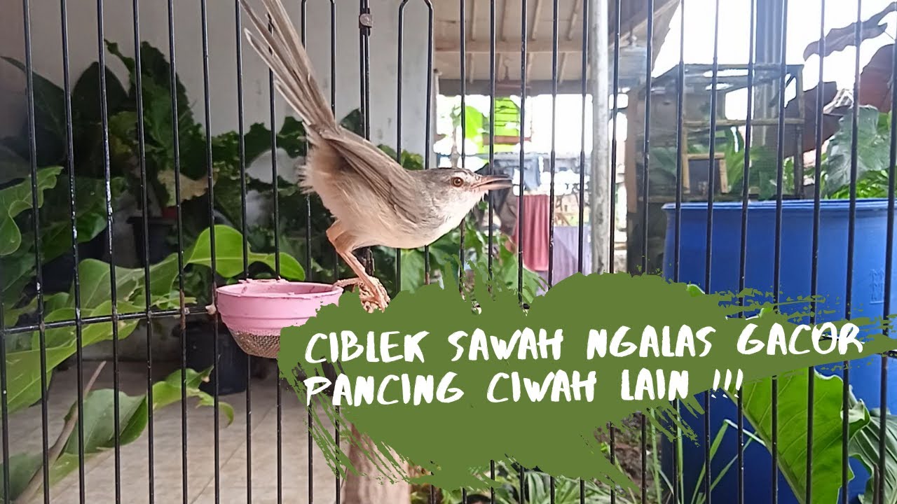 Ciblek sawah gacor bunyi ngalas #kicaumania #masteran #ciwah
