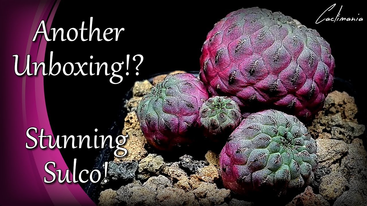 Cactus Unboxing from Cactus Shop UK | Echinopsis | Notocactus | Sulcorebutia