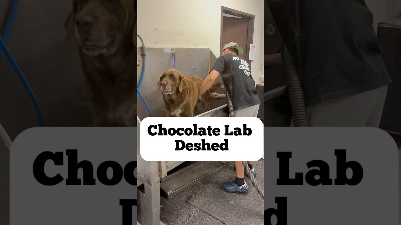 Kona the Chocolate Lab #labrador #labradorretriever #lab #dogbath #doggroomer #deshedding