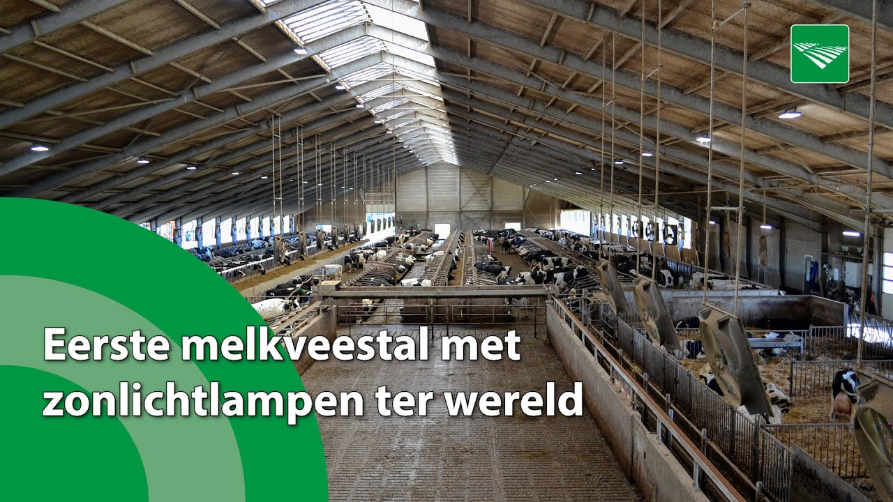 Eerste melkveestal met zonlichtlampen ter wereld