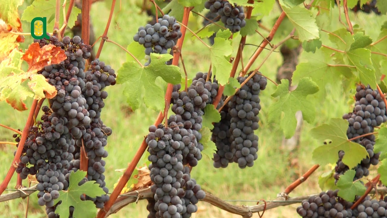 Puntata 12 - La gestione dell’inerbimento nei vigneti