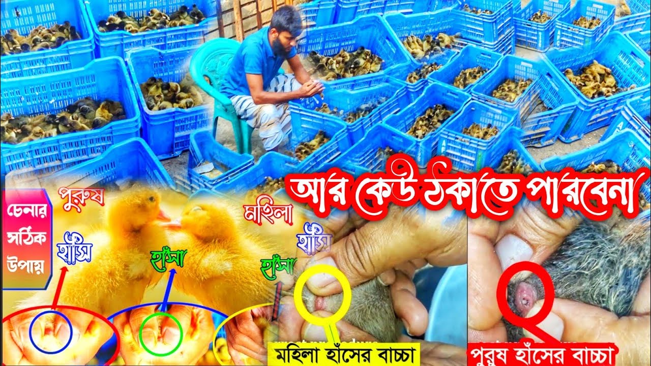 সহজ নিয়মে হাঁসের পুরুষ ও মহিলা/নর ও মাদী/হাসা ও হাসি বাচ্চা চেনার উপায়/পদ্ধতি / মিতু হ্যাচারী