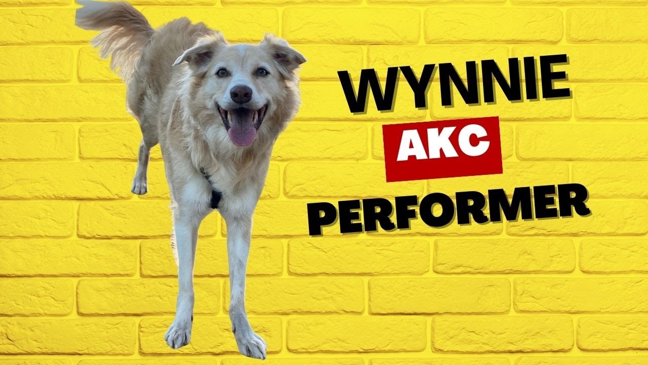 Wynnie: AKC Performer Trick Title