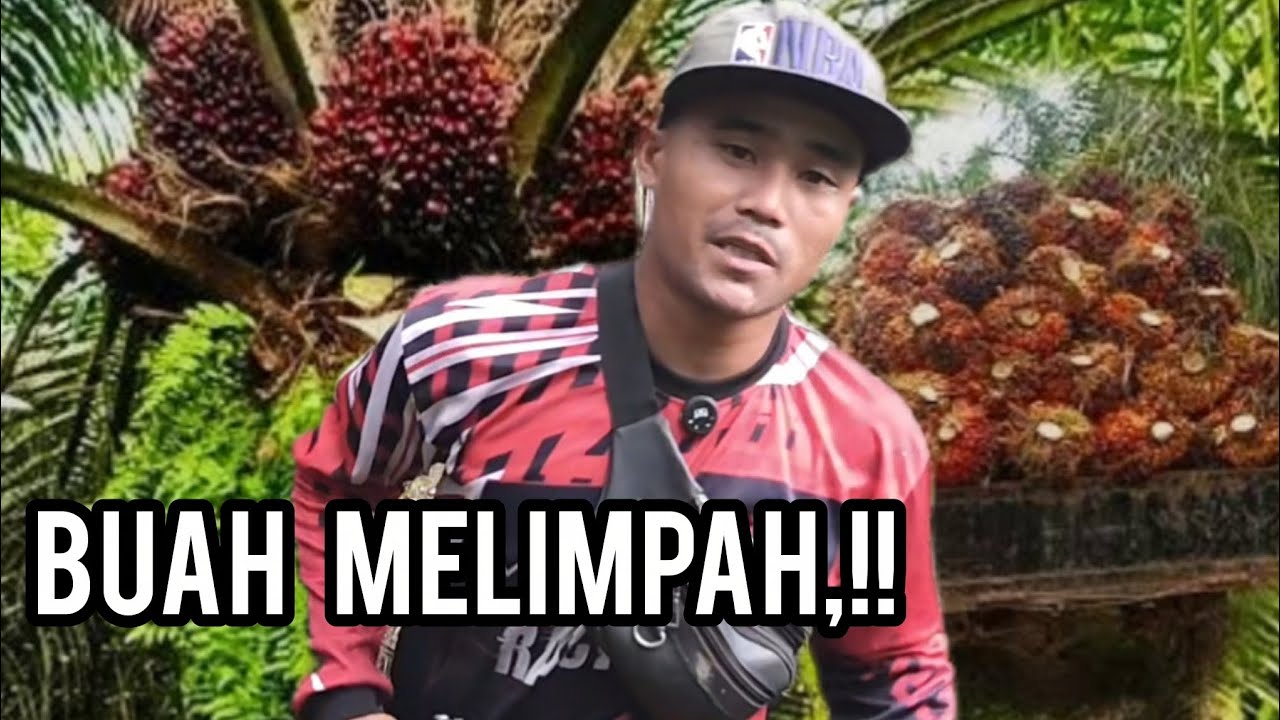KALIINI PANEN POKOK SETINGGI 4METER,,!! BUAH MELIMPAH,,!!